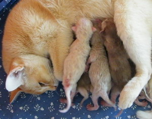 Burmakatzenwurf 1 Tag alt