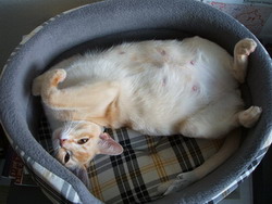 trächtige Burmakatze